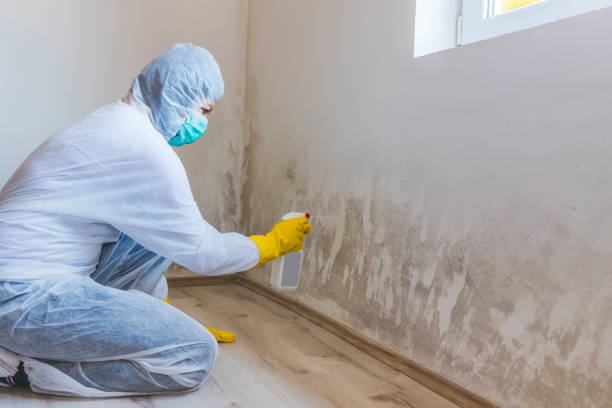 Licensed Mold Testing service in Commack, NY - WQB Mold Removal
